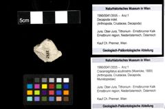 Foto (Objekt + Etiketten) von Cracensigillatus acutirostris (Moericke, 1889) 